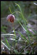 Fritillaria montana